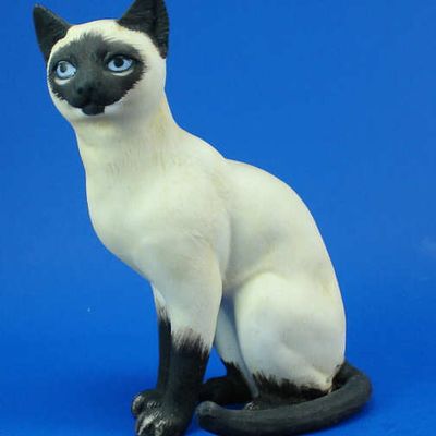 Sitting Siamese Cat