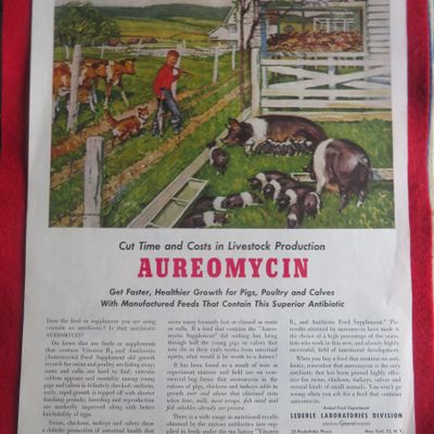 1951 Aureomycin with Boy Looking At His Pigs