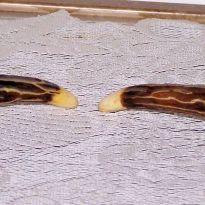 Long Stem Pipes Shakers