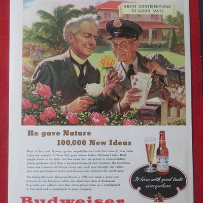 1948 Budweiser Beer with Mailman & Man Look At A Flower