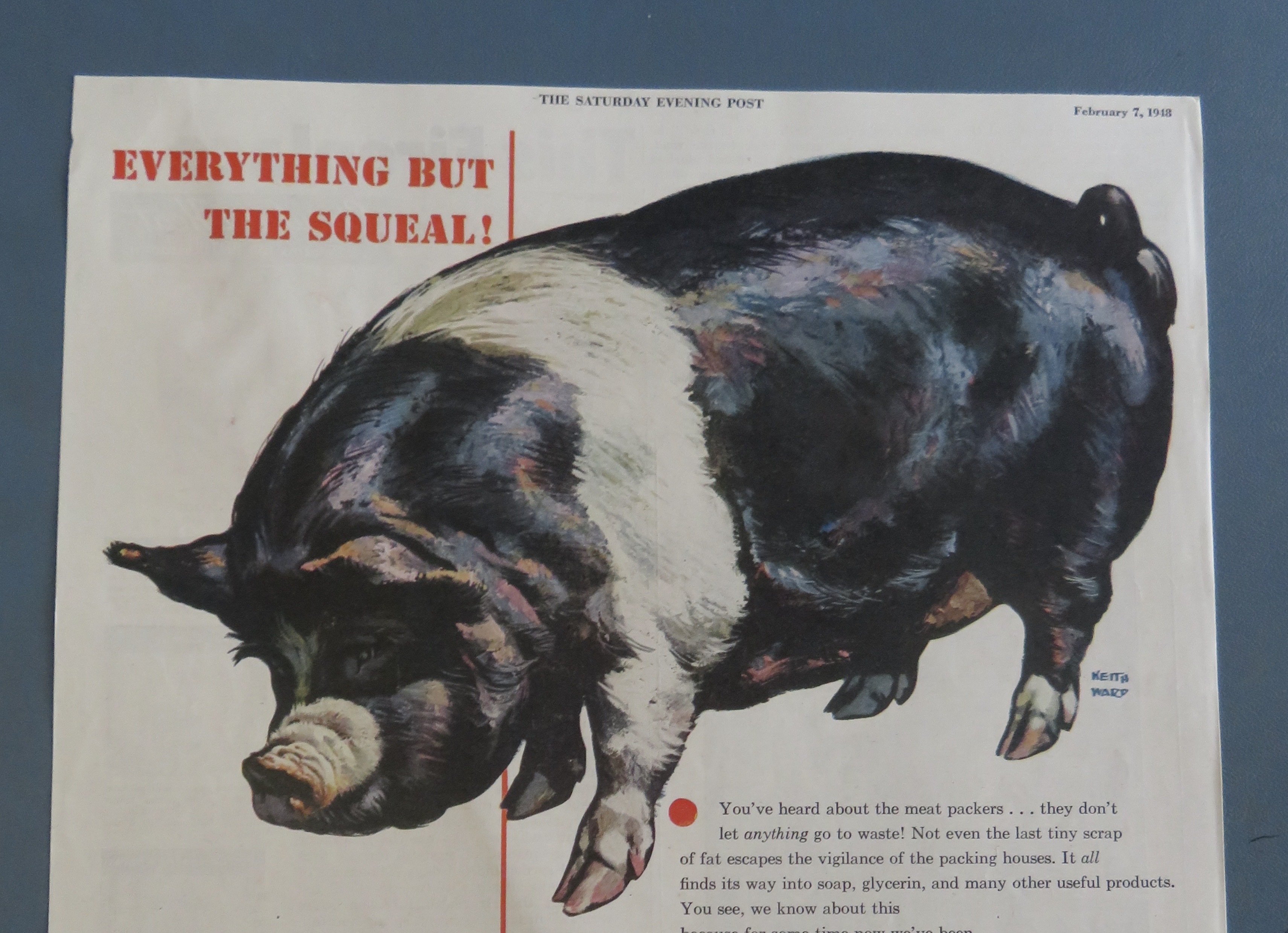 1960's Phillips 66 Petroleum Company with Big Hog/Pig