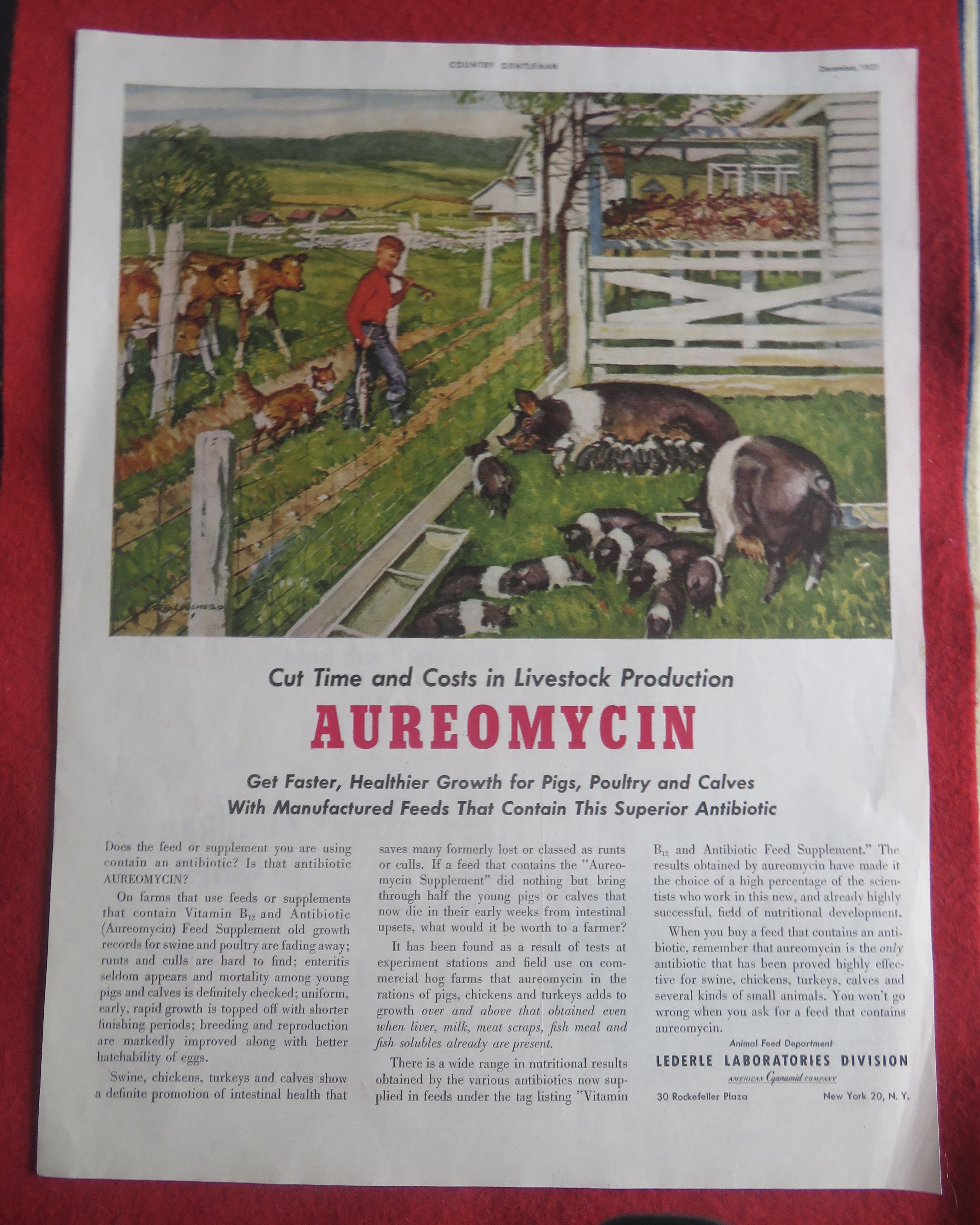 1951 Aureomycin with Boy Looking At His Pigs