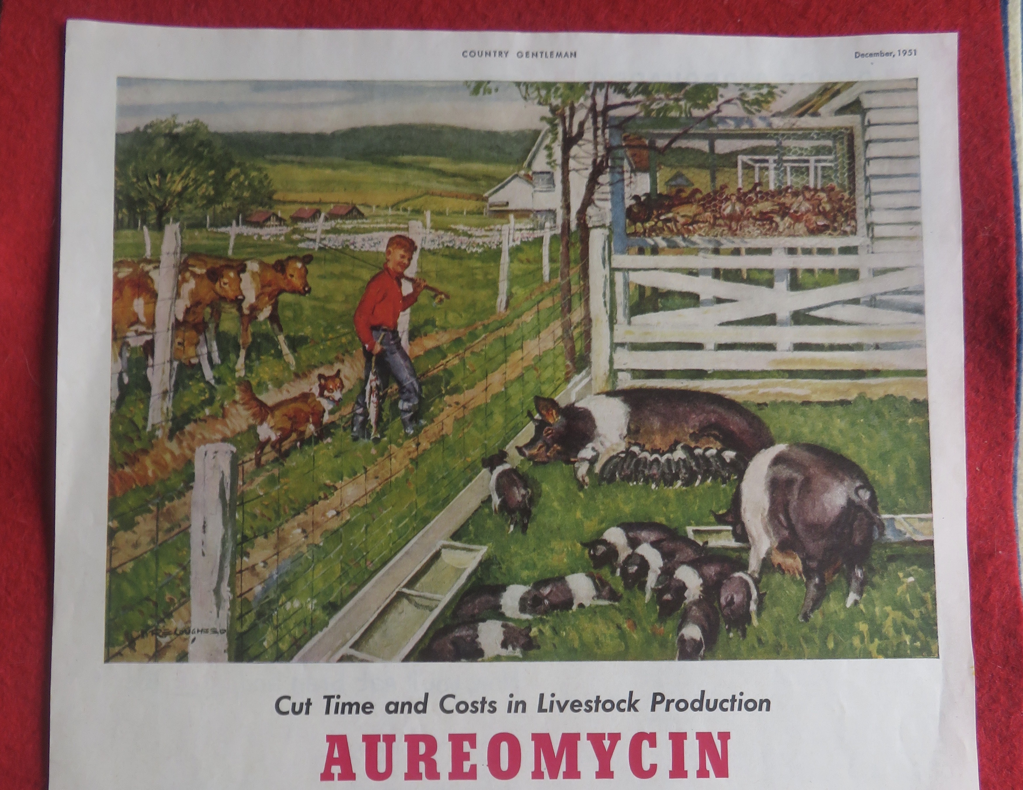 1951 Aureomycin with Boy Looking At His Pigs
