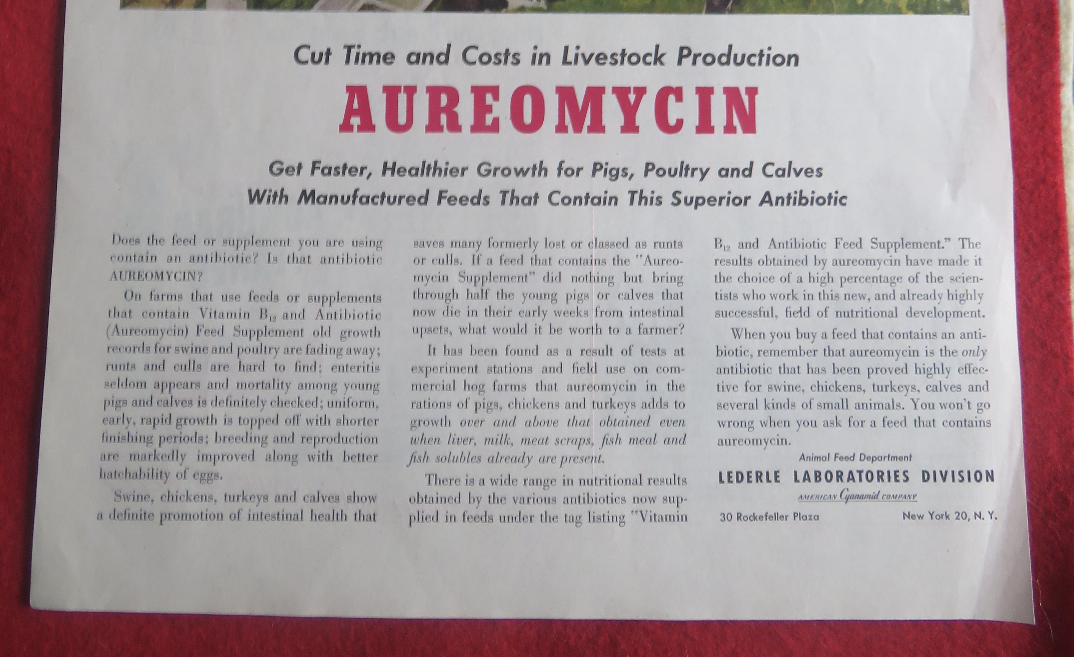 1951 Aureomycin with Boy Looking At His Pigs