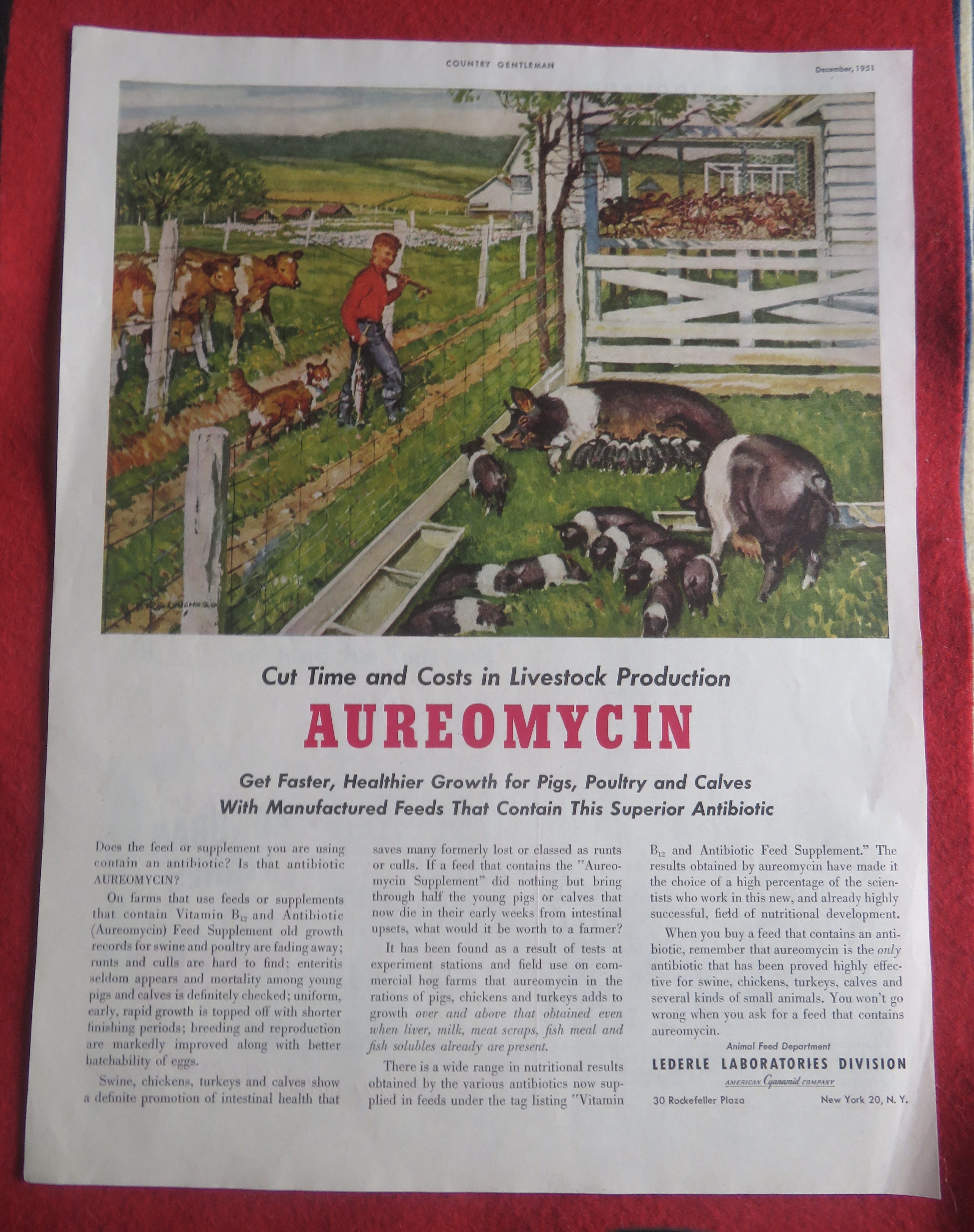 1951 Aureomycin with Boy Looking At His Pigs