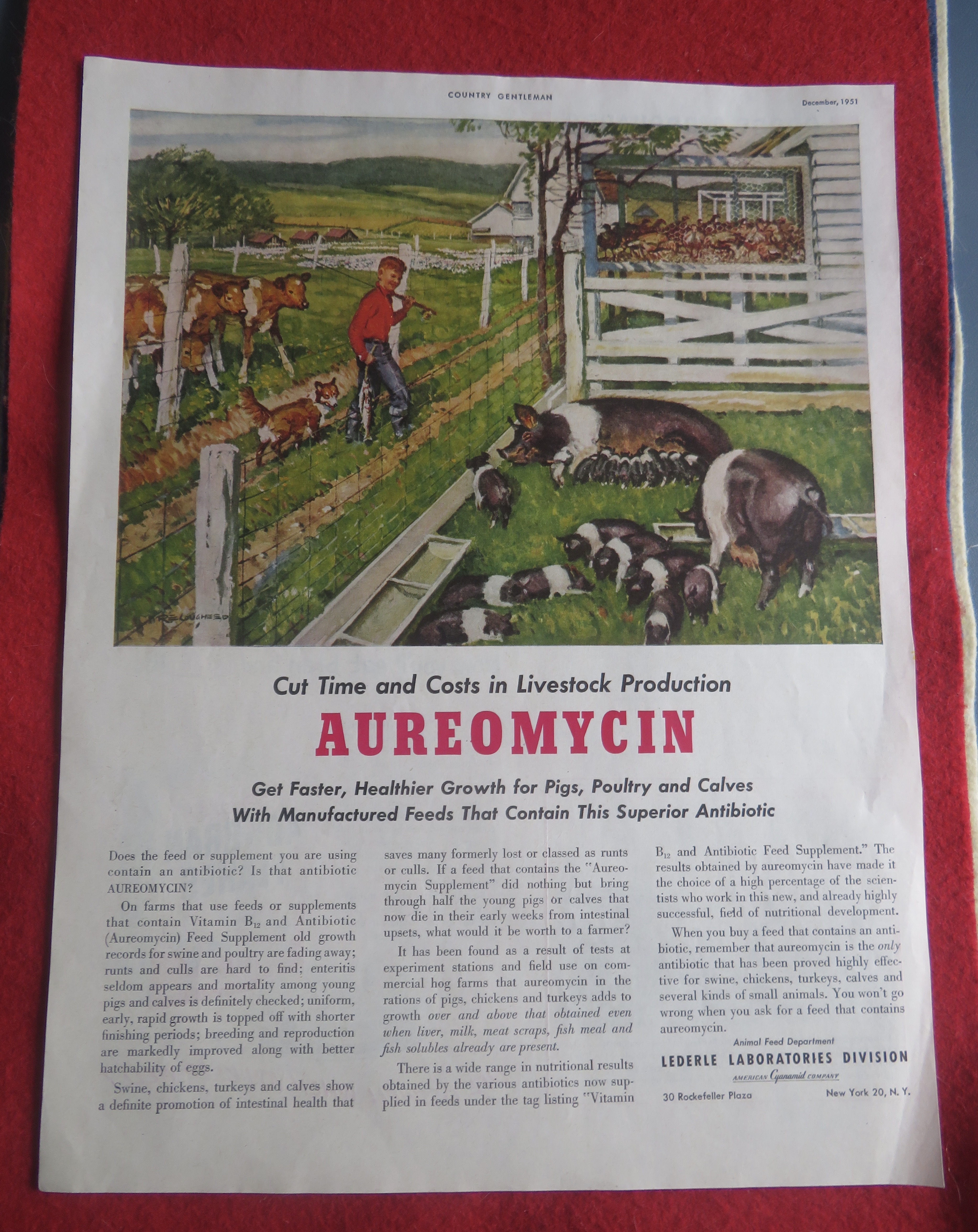 1951 Aureomycin with Boy Looking At His Pigs