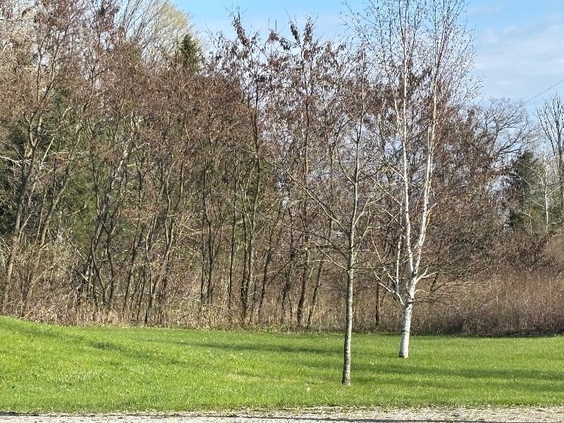 Camo Compound Bow