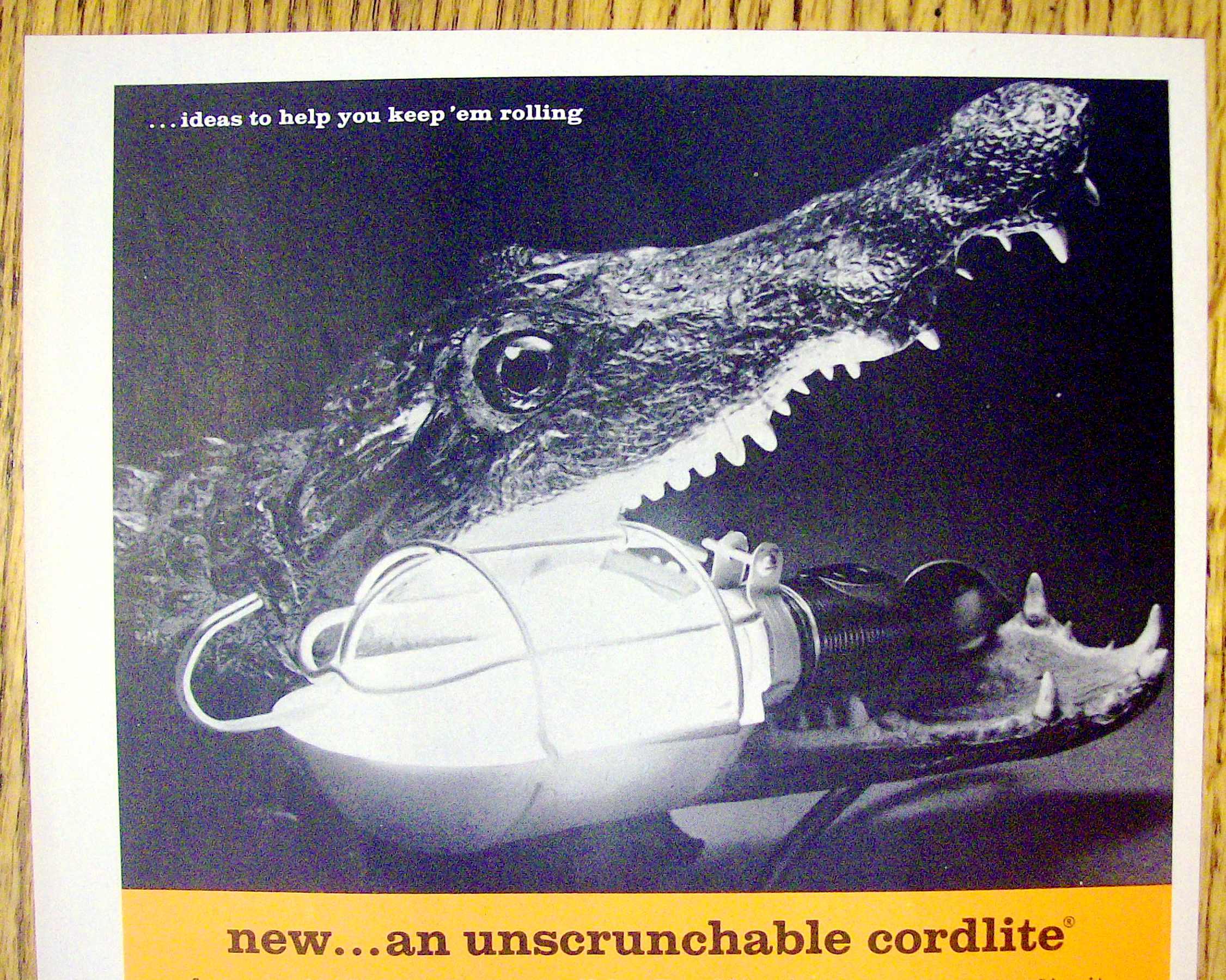 1969 Beldon Cordlite with Alligator with Light in Mouth