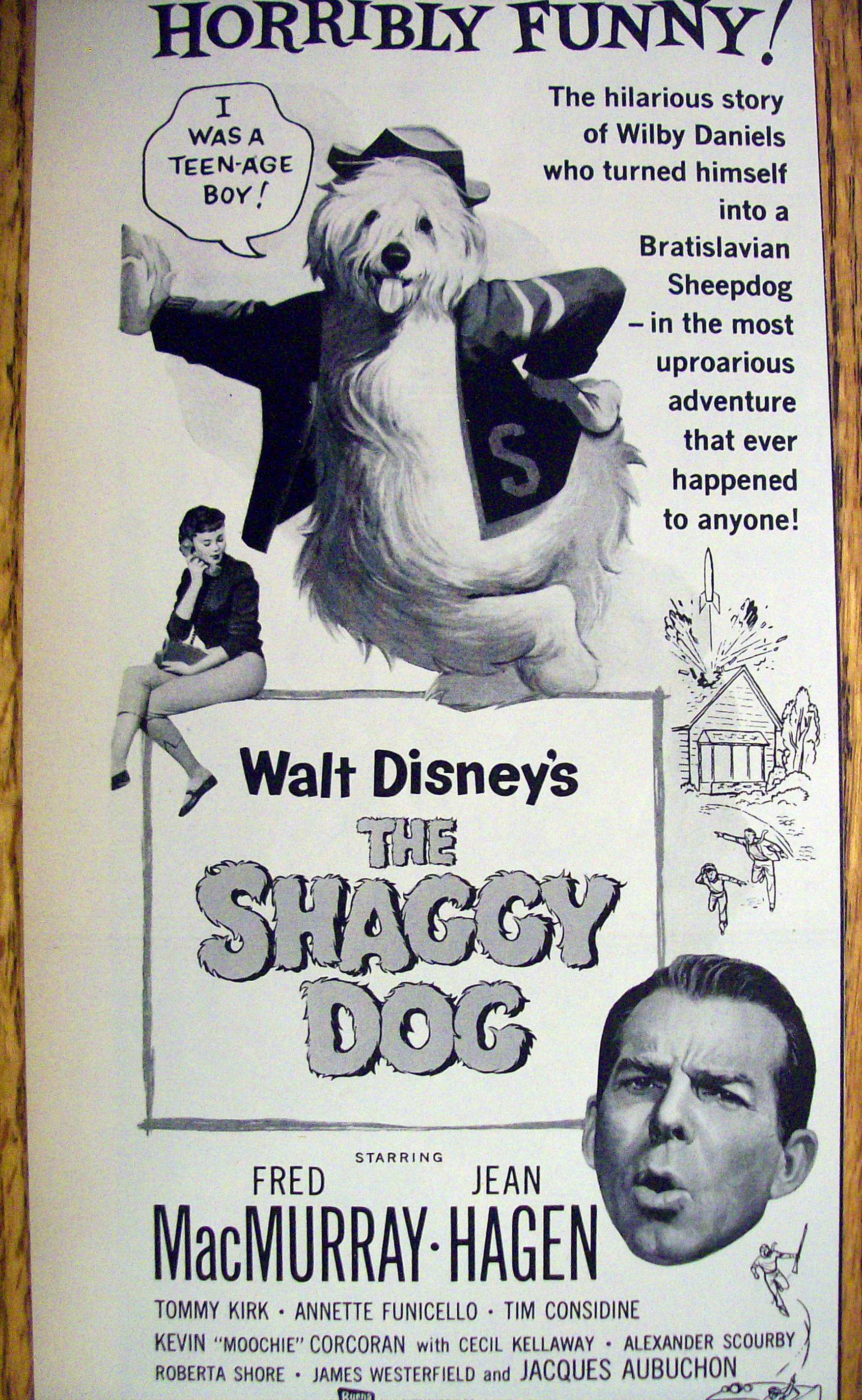1959 Walt Disney's The Shaggy Dog with Fred MacMurray
