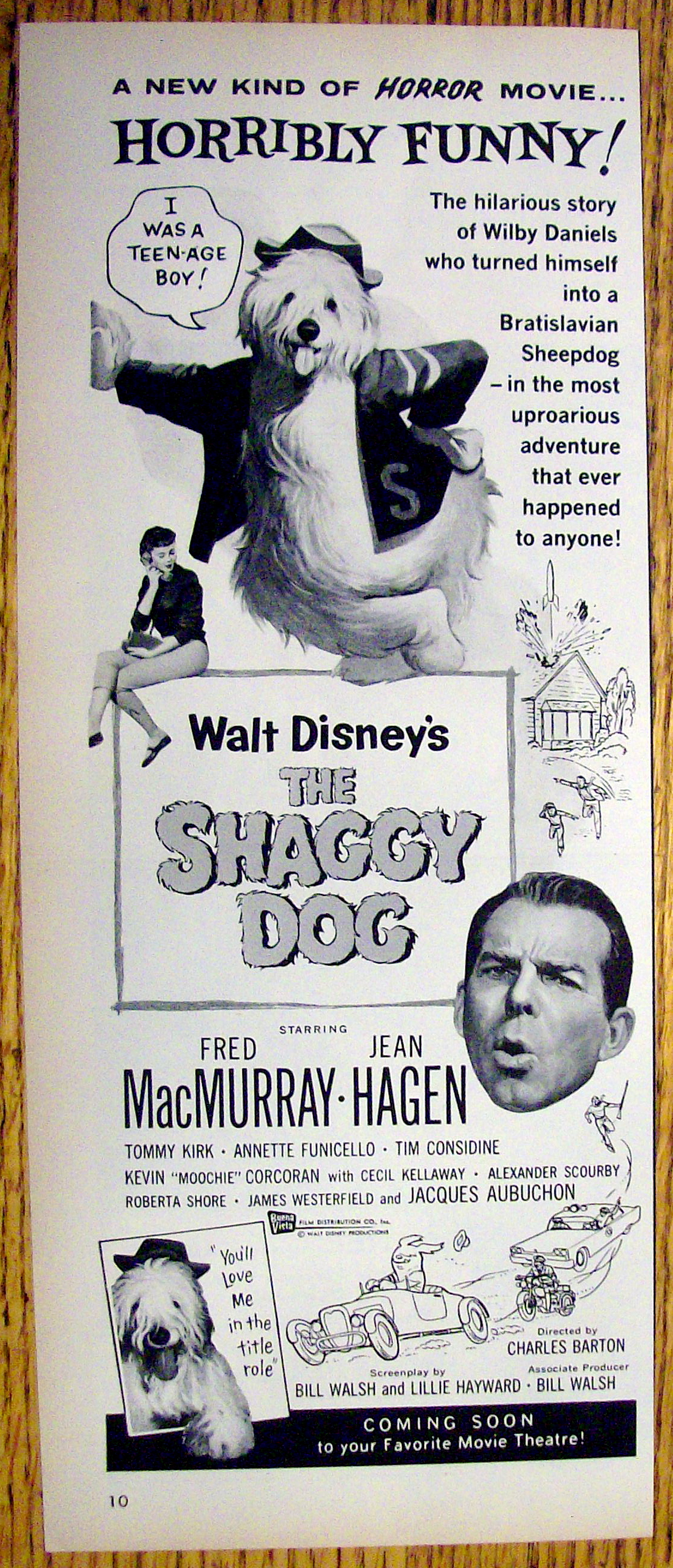 1959 Walt Disney's The Shaggy Dog with Fred MacMurray