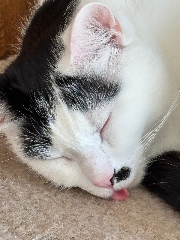 VibeQuest032501 logo